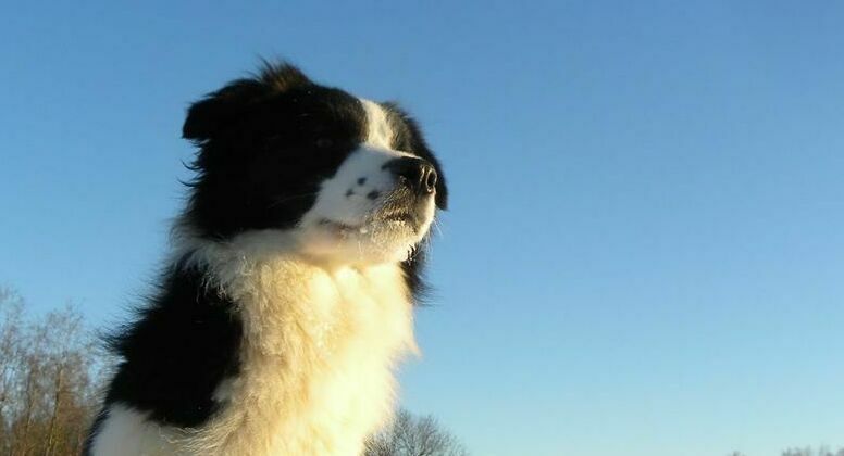 AISKNEKHT бодер-колли, border-collie